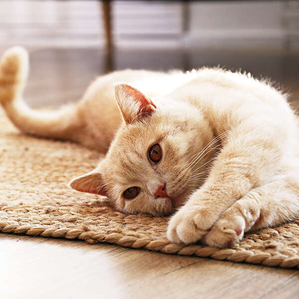 landflair Katzenerna╠êhrung von miau bis wow 600x600